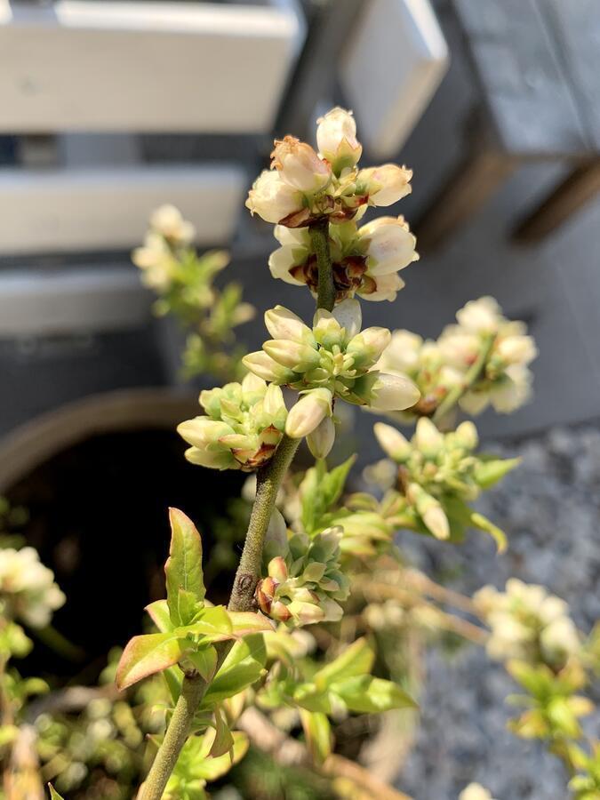 Apartment Micnek بليد المظهر الخارجي الصورة